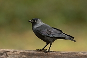 Jackdaw